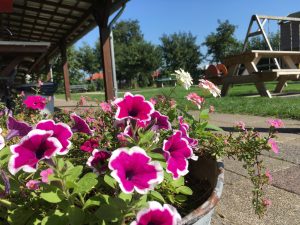 Roze bloemen op een kleine camping noord holland