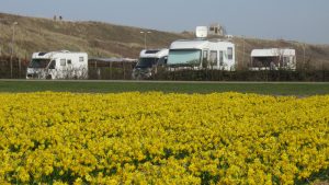 Narscissen en caravans op een kleine camping