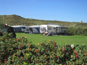 Een rozenbottelstruik op een kleine camping