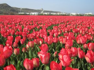 Rode tulpen en de kleine camping Hoeve Ons Lust