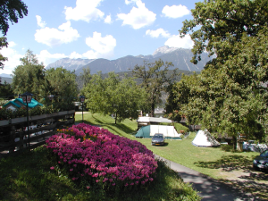 Roze bloemen op de kleine camping in Oostenrijk