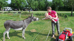 Een jongetje geeft een ezel eten op de boerencamping in Brabant