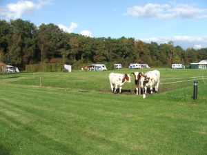 Koeien in de wei bij de kleine camping Overijssel