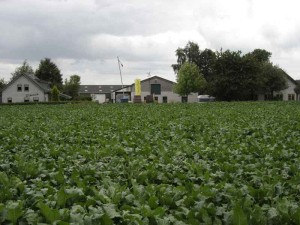 Het groene veld bij de minicamping Gelderland