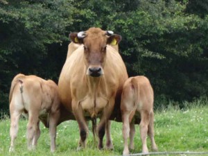 Een bruine koe met twee kalfjes op de kleine camping Overijssel