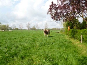 Een koe in de wei bij de boerencamping Gelderland