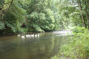 Witte eenden in de rivier bij de kleine camping Luxemburg