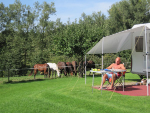 Een man voor de caravan en paarden in de wei bij de kleine camping Limburg