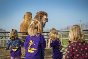 Kinderen bij een kameel op de boerencamping. Goedkoop kamperen met de minicampingcard