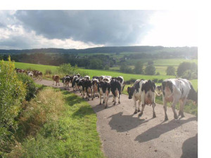 Koeien lopen op een pad bij de boerencamping in Limburg