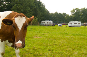Een bruin witte koe op de natuurcamping Brabant