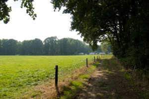 Het grasveld naast een bos bij de natuurcamping Brabant