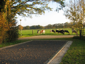 Koeien in de wei bij de boerencamping Overijssel