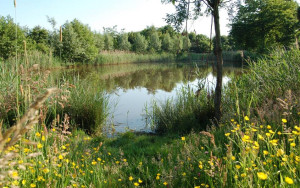 De natuur dichtbij de boerencamping Overijssel
