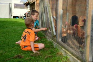 Twee jongetjes bij het kippenhok op de kleine camping Drenthe