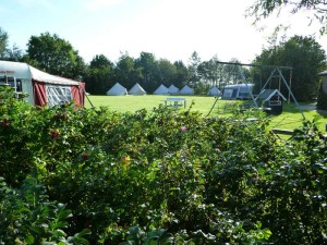 Struiken en een deel van de kleine camping Overijssel
