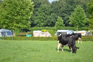 Koeien in de wei bij de natuurcamping Limburg