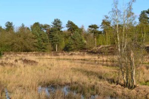 De natuur bij de natuurcamping Limburg