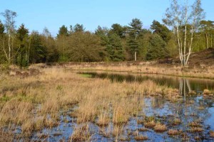 Een waterplas bij de natuurcamping Limburg
