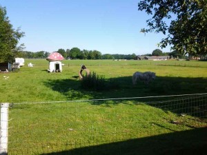 De kinderboerderij op de kleine camping Overijssel