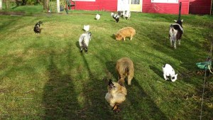 Varkentjes, kippen en geiten in de wei op de kleine camping Overijssel