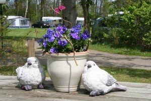 Twee vogelbeeldjes en paarse viooltjes in een pot op een kleine camping in Gelderland