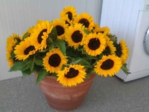 Een grote bos zonnebloemen op de kleine camping Zeeland