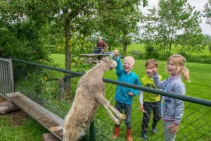 Kinderen geven een geit wat te eten op de boerencamping Utrecht