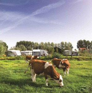 Koeien in de wei bij de boerencamping Utrecht