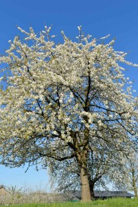 De kersenboom in bloei op de boerencamping Limburg