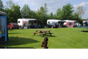 Een bruine hond op de kleine camping Brabant