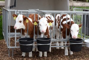 Kalfjes op de boerencamping in Nederland