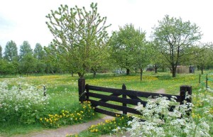 Een houten hek voor een grasveld met bomen bij de boerencamping Gelderland