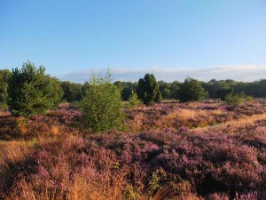 De heide bij de natuurcamping Drenthe