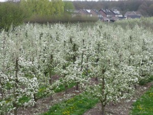 Een boomgaard met witte bloesem dichtbij de boerencamping Gelderland