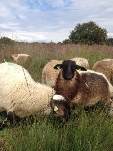 Witte en bruine schapen op de heide bij de natuurcamping Drenthe