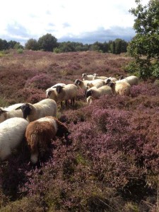Schapen op de heide bij de natuurcamping Drenthe