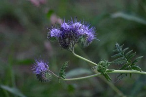 Een paarse bloem