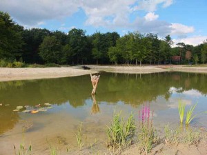 Een waterplas bij de natuurcamping Drenthe