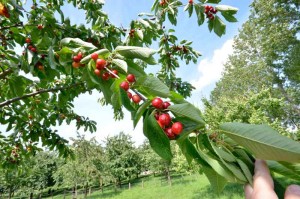 Kersen aan een boom op de boerencamping Gelderland