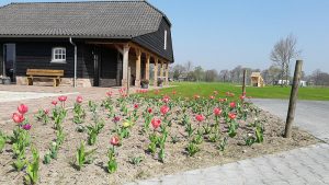Tulpen en een zwart gebouw op een kleine camping