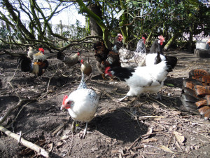 Kippen op boerencamping Gelderland