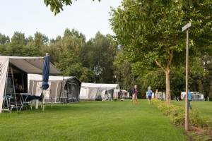 Tenten op groen gras op boerencamping limburg