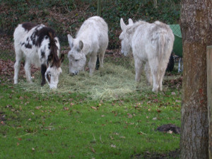 Drie witte ezels eten hooi in het gras van een boerencamping brabant