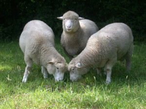 Schapen op een boerencamping brabant