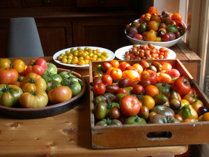 Gekleurde tomaten in borden en schalen op een boerencamping in Brabant