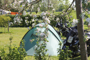 Een groene tent en witte bloesem op een natuurcamping drenthe