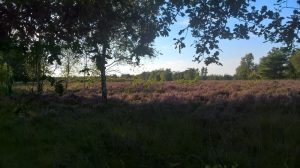boerencamping noord holland