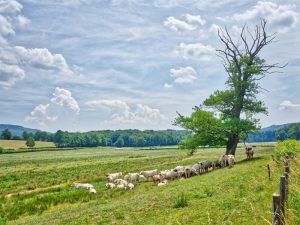 Koeien in de wei in de buurt van de boerencamping