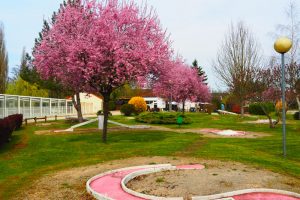 Een roze boom op een kleine campings frankrijk